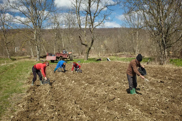 Famiglia di contadini che coltivano patate — Foto Stock