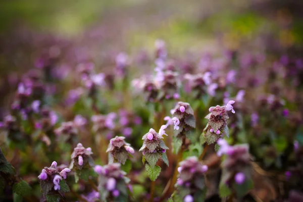 Deadnettle flores closeup — Fotografia de Stock