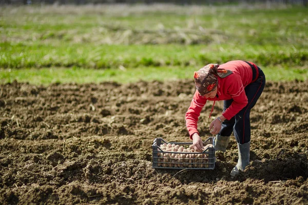 Mulher camponesa cultivando batatas Fotografia De Stock