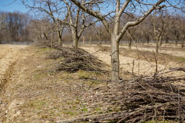 Erik meyve bahçesi bahar temizliği etkinliği üzerinde