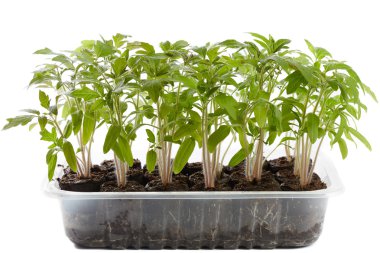 domates fidesi bir kreş