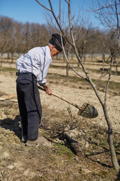 Senior man planting a plum tree — Stock Photo, Image