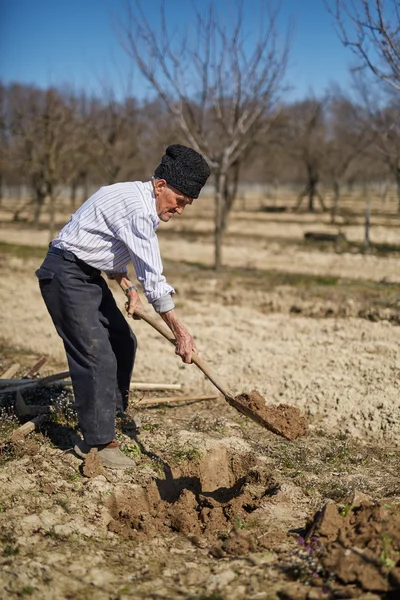 Uomo anziano piantare un susino — Foto Stock