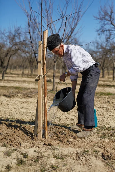 Agricultor mayor plantando un ciruelo —  Fotos de Stock