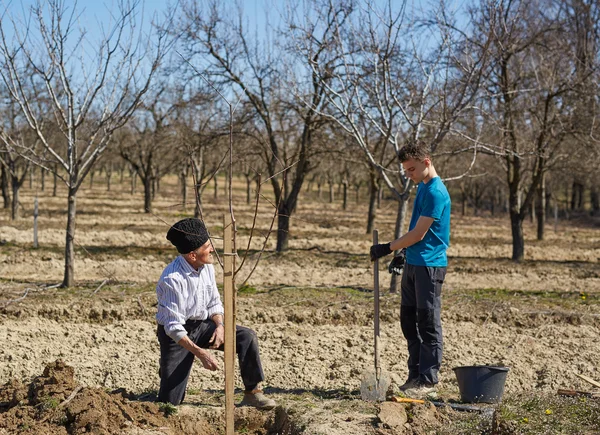 Morfar och sonson planterar ett träd tillsammans — Stockfoto