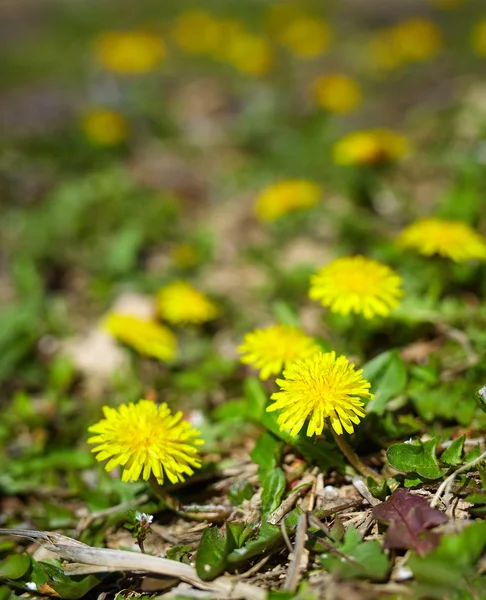Campo di tarassaco in primavera — Foto Stock