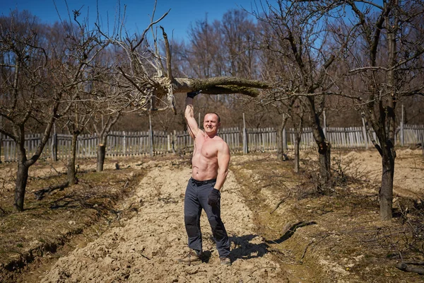 Homem poderoso levantando uma árvore em um pomar — Fotografia de Stock