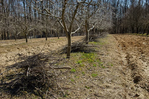 Plum boomgaard op voorjaarsschoonmaak activiteit — Stockfoto