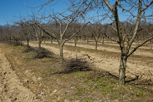 Plum orchard på storstädning aktivitet — Stockfoto