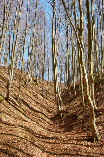 Landschap met beukenbos op lente — Stockfoto