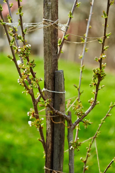 Unga päronträd på våren — Stockfoto