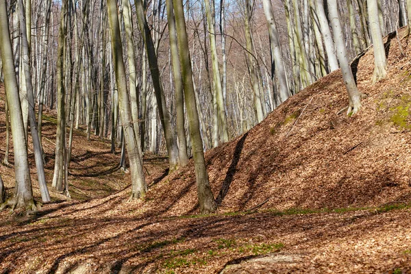 Пейзаж з буковим лісом на весну — стокове фото