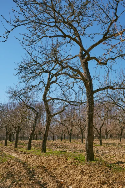 Mycket lång plommonträd i en fruktträdgård — Stockfoto