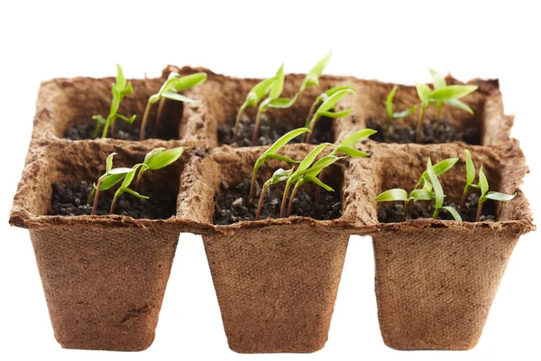 Pepper seedlings in a nursery — Stock Photo, Image