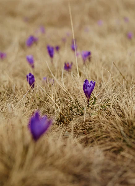 Krokus kwiaty na wiosnę — Zdjęcie stockowe