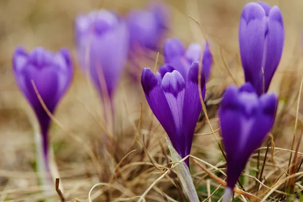 Цветы крокус весной — стоковое фото