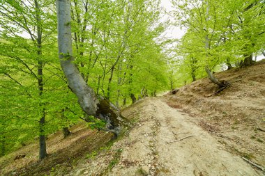 Ülke yol çukur bir kayın ormanı