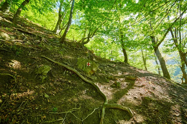Jelölt ösvényen az erdő — Stock Fotó