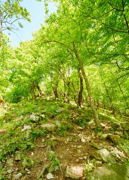 Sentier de montagne dans la forêt — Photo