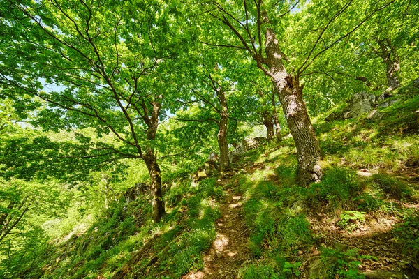 Vuoristopolku metsässä — kuvapankkivalokuva