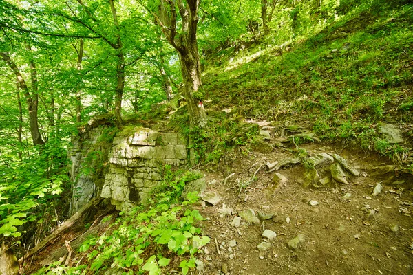 Sentiero di montagna nel bosco — Foto Stock