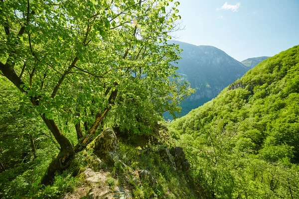 Hegyre néző táj a tavasz — Stock Fotó