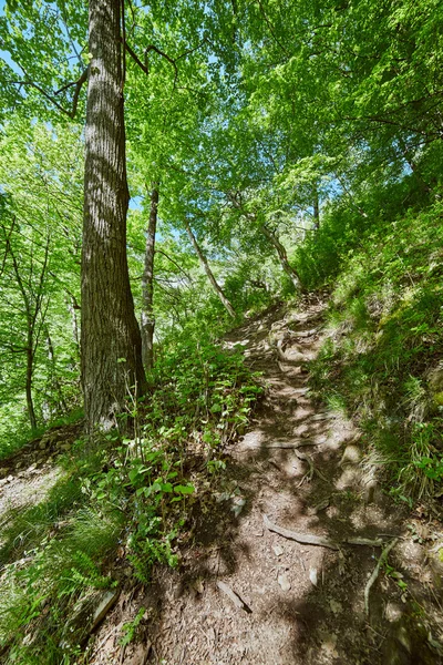 Hegyi ösvény az erdőben — Stock Fotó