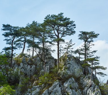 Pinus nigra dağ tepe üzerinde