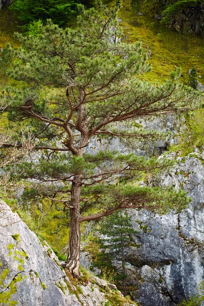Pinus nigra a hegyek csúcsa — Stock Fotó