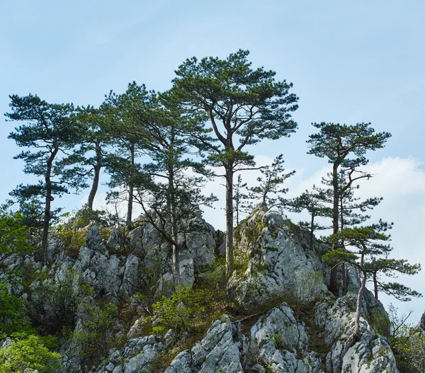 Pinus nigra au sommet des montagnes — Photo