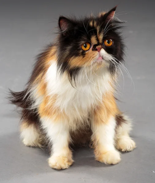 Perzsa macska, barna szem — Stock Fotó