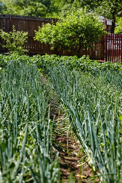 Jardín con filas de cebolla — Foto de Stock