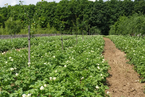 Otatoes fält i en fruktträdgård — Stockfoto