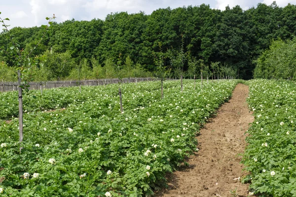 Otatoes fält i en fruktträdgård — Stockfoto