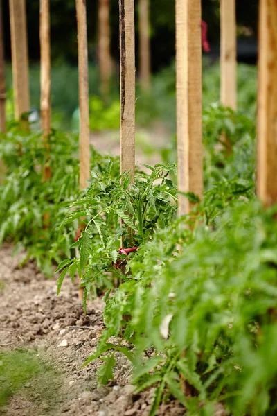 Pomidora w ogrodzie — Zdjęcie stockowe
