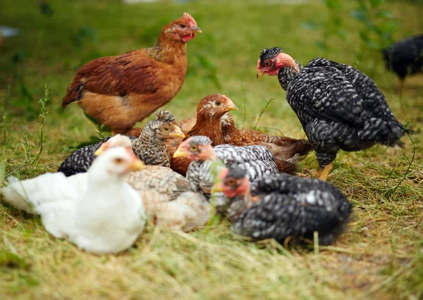 Free range chickens — Stock Photo, Image