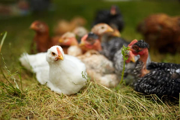 Poulets d'élevage gratuit — Photo