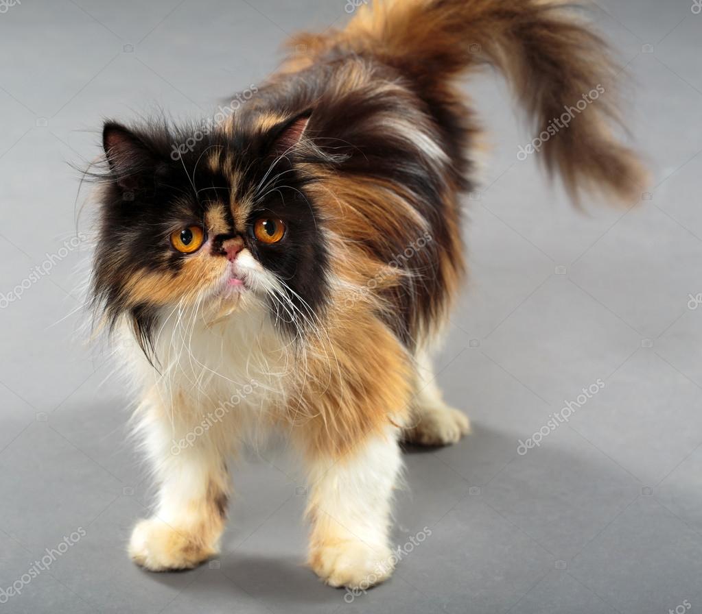 Persian cat with brown eyes — Stock Photo © Xalanx #77717864