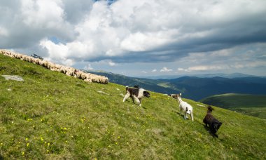 dogs protecting the flock of sheep clipart