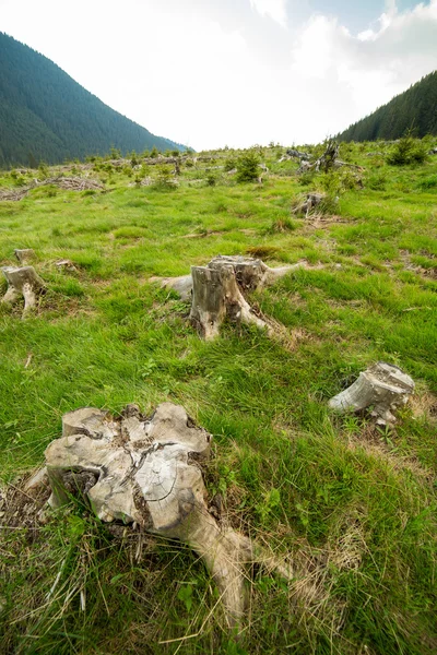 Stumps left after deforestation — Stock Photo, Image