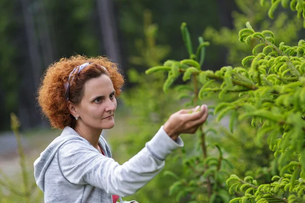 Woman picking fir buds — Stock Photo, Image