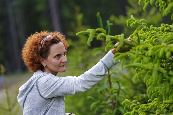 Woman picking fir buds — Stock Photo, Image