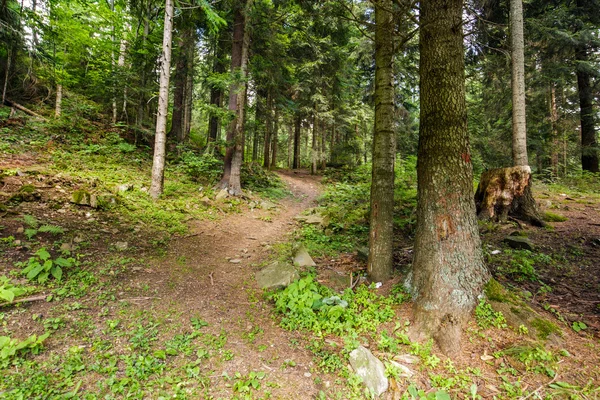 Trail through an old fir forest — Stock Photo, Image