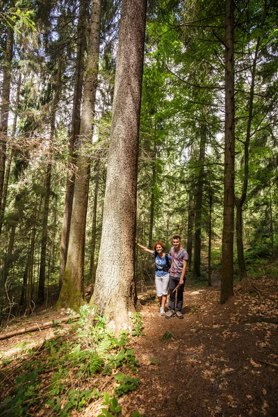 Wandelaars op een bospad spar — Stockfoto
