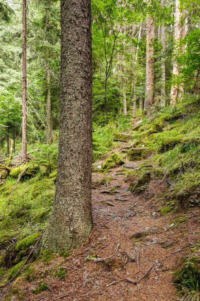 Trilha através da floresta — Fotografia de Stock