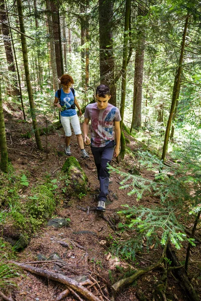 Randonneurs sur un sentier forestier de sapins — Photo
