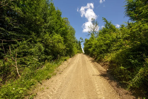 Деревенская дорога через лес — стоковое фото