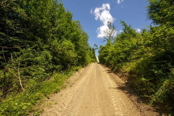 Landstraße durch den Wald — Stockfoto