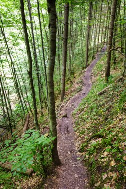 patika bir kayın ormanı