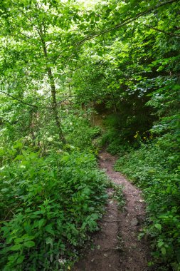 Ormanın içinden iz